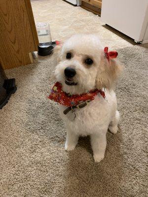 Groomingdales Pet Spa