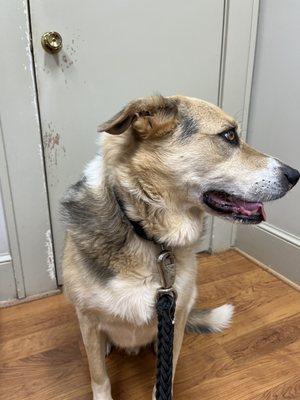 Paws & Purrs Animal Clinic