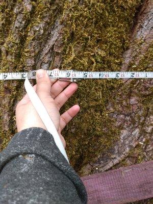 Royalty Tree Solutions