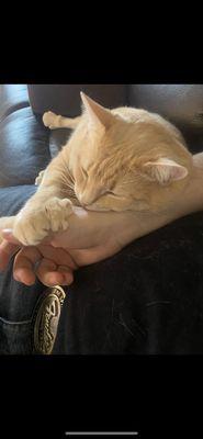 BigPaws my handsome little double pawed Hemmingway kitty