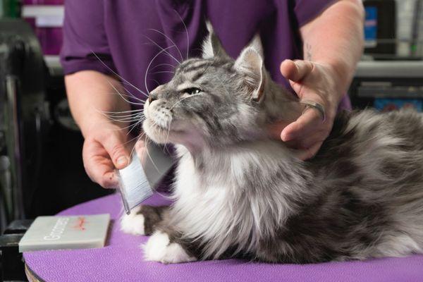 Pet Junction Grooming