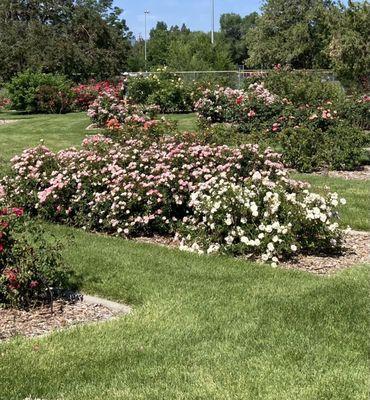 Reno Municipal Rosa Garden