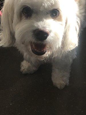 I'm happy at The Sniff Shack