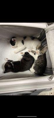 Room 8 Memorial Cat Foundation