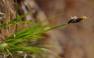Fort Myers Landscape Fertilization