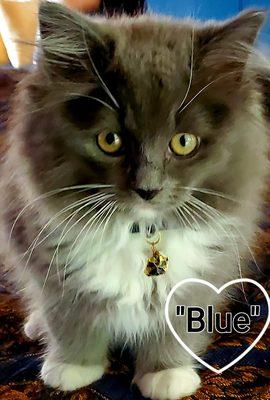 Thank you so much We love our Blue