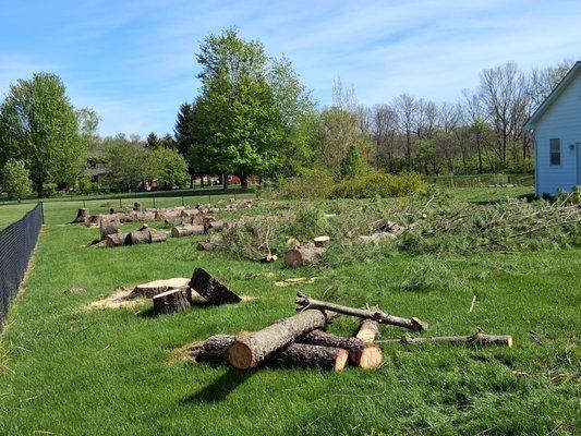 Tyler stump grinding and tree removal