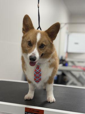Corgi