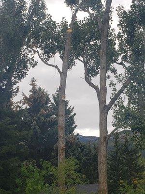 This is why I requested an on site visit. Pretty ugly for a 'clean and trim'.