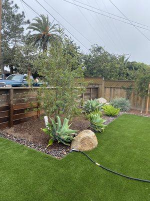 After removal of the Canary Island Palm tree removal we removed the stump and planted a new tree