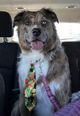 Perfect Paws Grooming