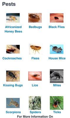 Rapid Pest Management