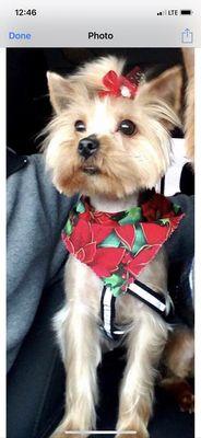 Annie’s Petgrooming & Stayovers