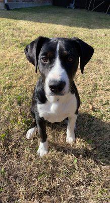 House of Paws Doggie Day Spa