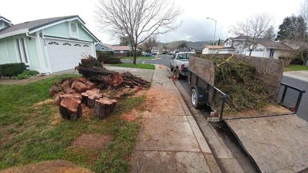 Christian's Landscape, Tree and lawn