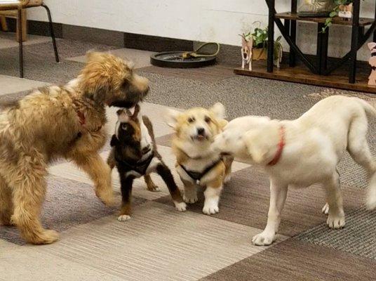Puppy school recess!