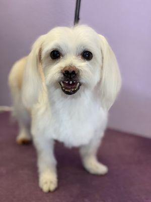 Loving Paws Dog Grooming