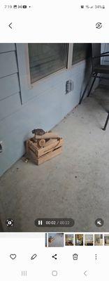 Live rat on my patio