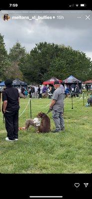 Susan's Pet Boarding and Daycare