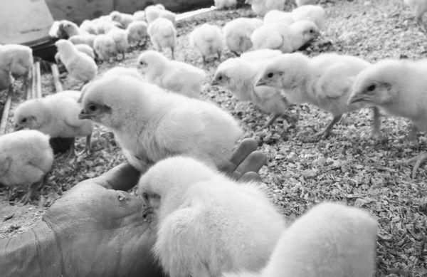 Future pastured broilers