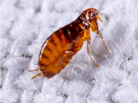 A-1 Howie's Exterminating