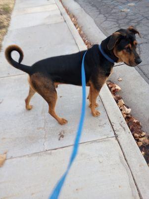 See I can walk my dog, without a cane, or walker. Great Job Dr. Chong.