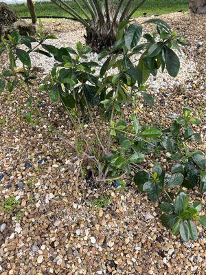 Came diseased finally pulled it out.