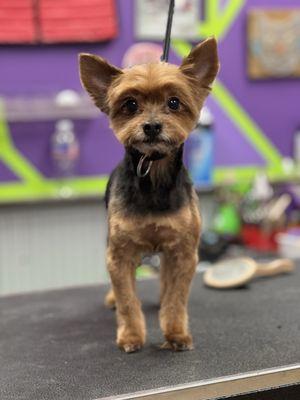 Shear Pawfection