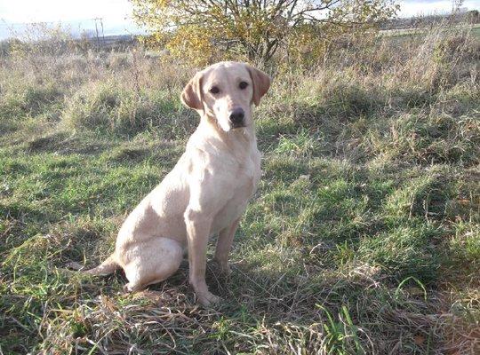 Diamond J British Labs