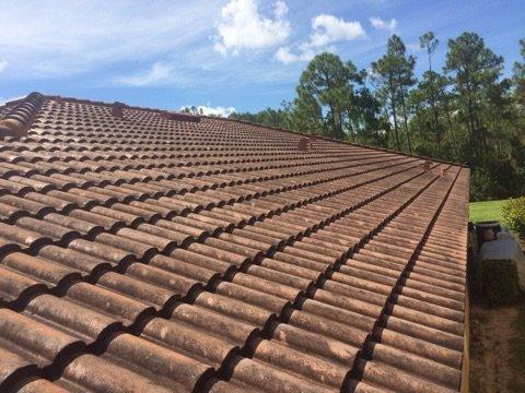 mildew on roof tiles