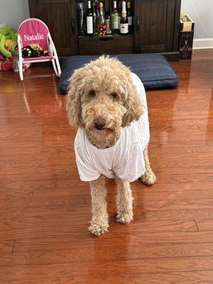 Village Veterinary Hospital