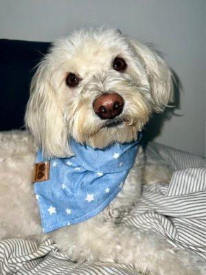 after 2022, i wanted a round face & round snout