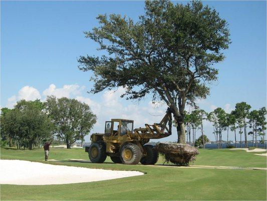 Florida Innovative Landscape