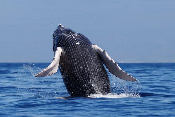 Baby breeching