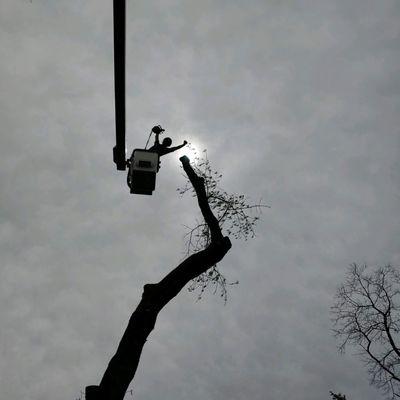 Simplethanks Tree Care