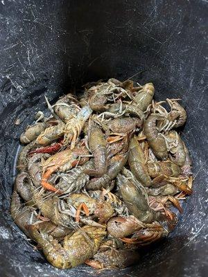 DEAD CRAWFISH