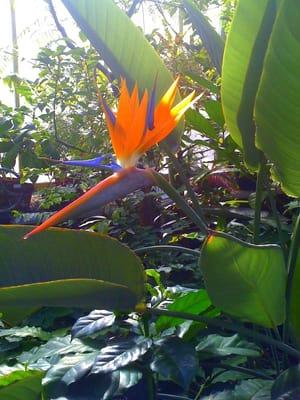 Wellesley College Botanic Gardens