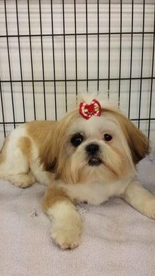 Wonderful Pets Grooming