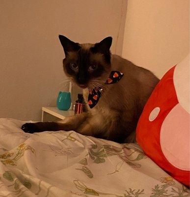 Woodminster Veterinary Hospital