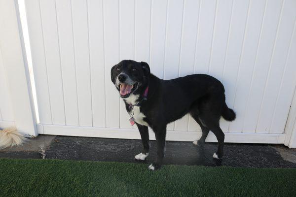 Y Bark Alone Doggy Daycare