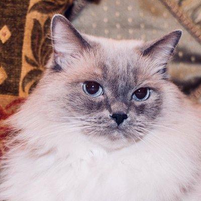 Crittersitters Pet Sitting