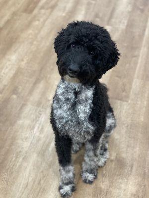 Colbie the insurance dog