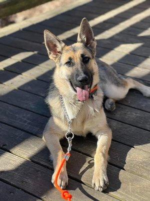 Juniper Creek Kennels