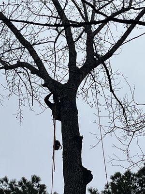 Kendels Tree Service