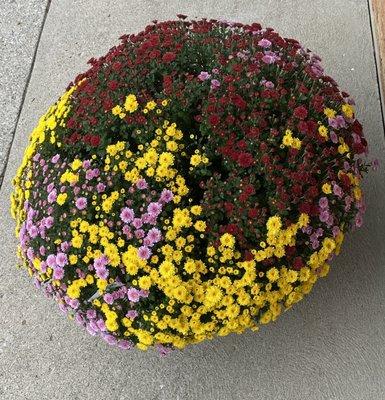 London Florist Greenhouse Ctr