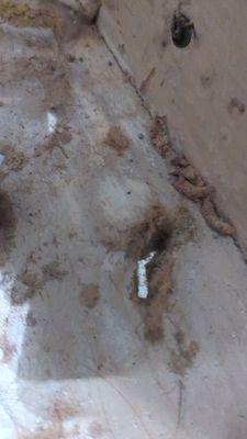 Bellamy Milledgeville