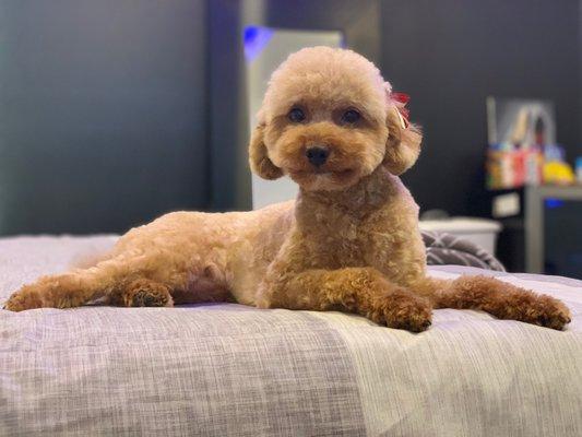 Toy poodle