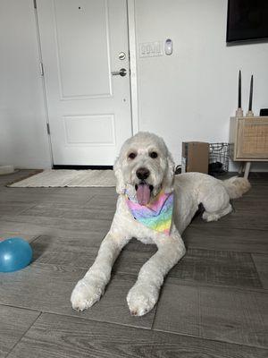 Chassy’s Classy Canines