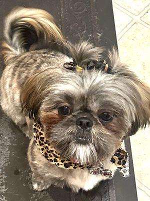 My Zoey with her tailored cut! I wanted her hair longer on top, Shitzu and Pekinese mix. Love it!! Zoey Walker!