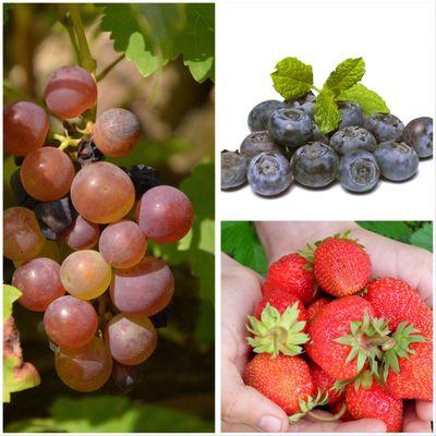 Franklin Brothers Nursery and Greenhouses